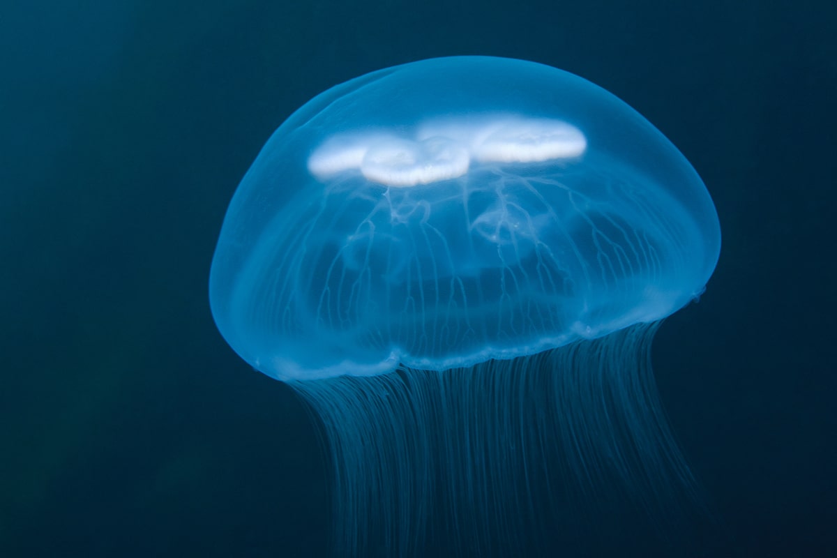 White and translucent moon jelly floating on a dark blue background