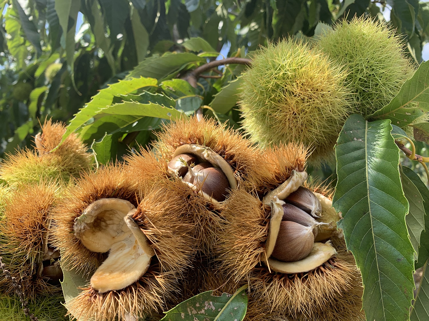 three bulbous spiky open brown pods revealing nuts inside attached to a leafy tree branch. two other closed versions of those pods are off on the side
