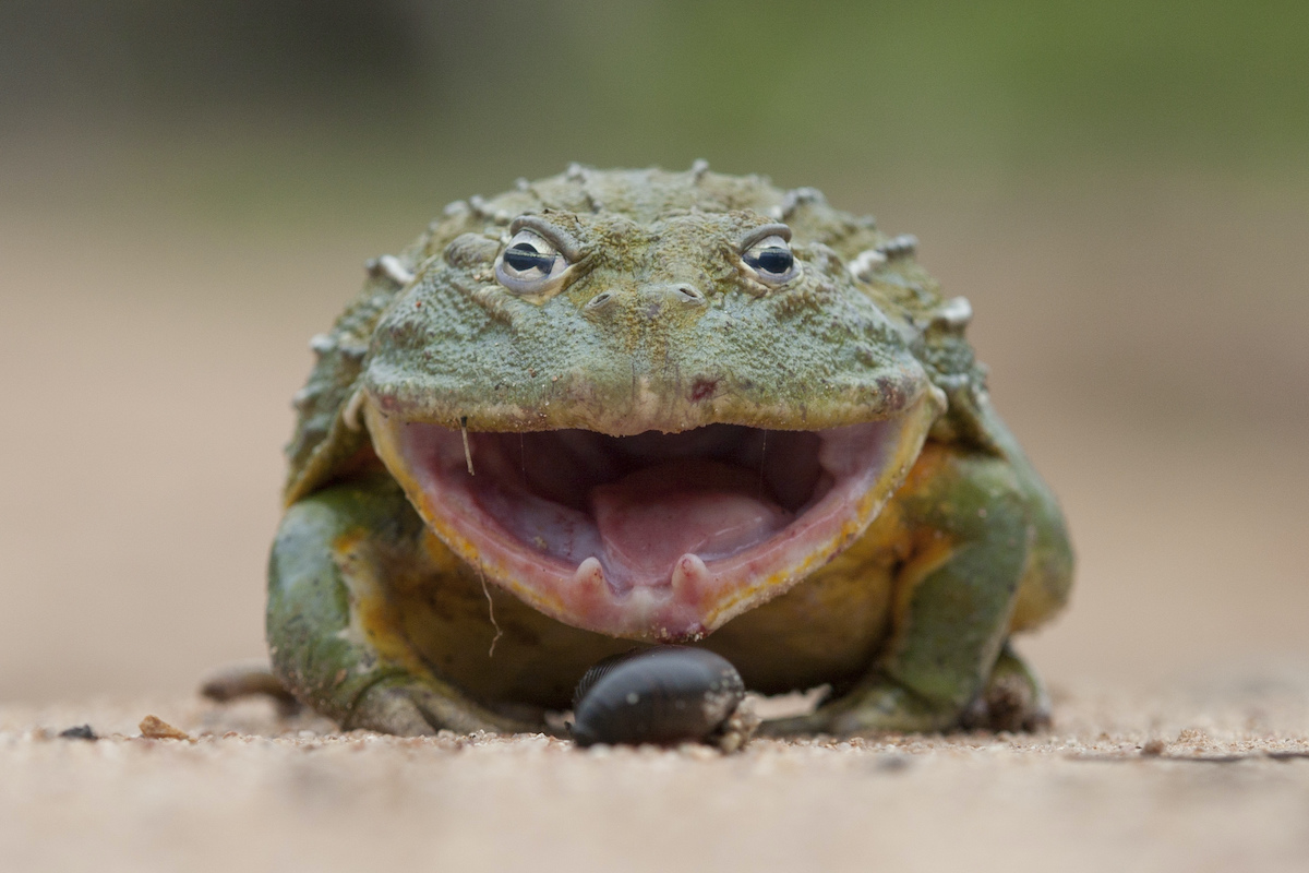 head-on photo of a bumpy bullfrog with its mouth open, clearly mid-croak