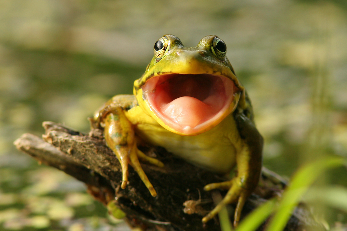 cute green frog looking straight at camera with its mouth wide open and green background