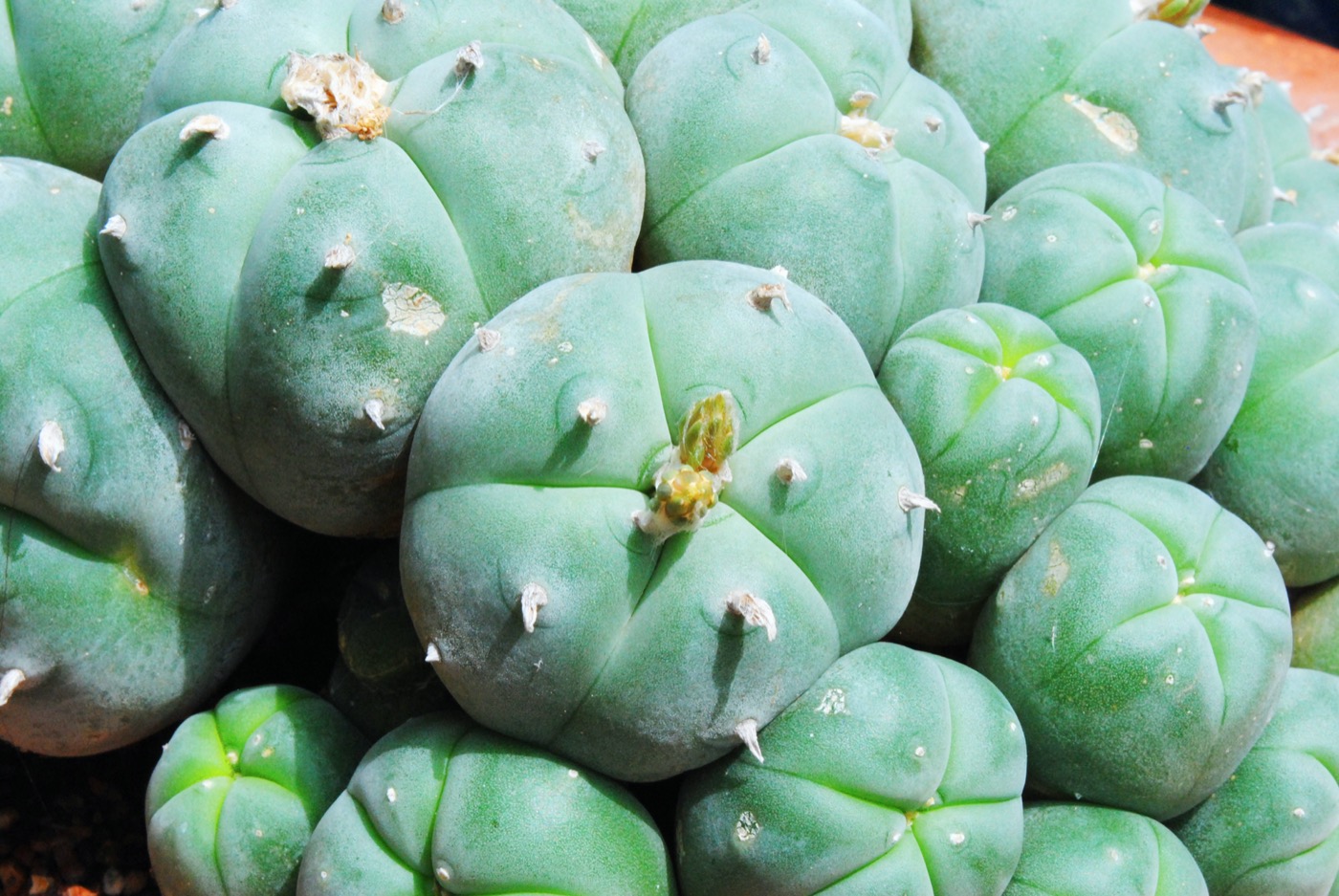 A cluster of bulbous green mescaline peyote cacti in Mexico