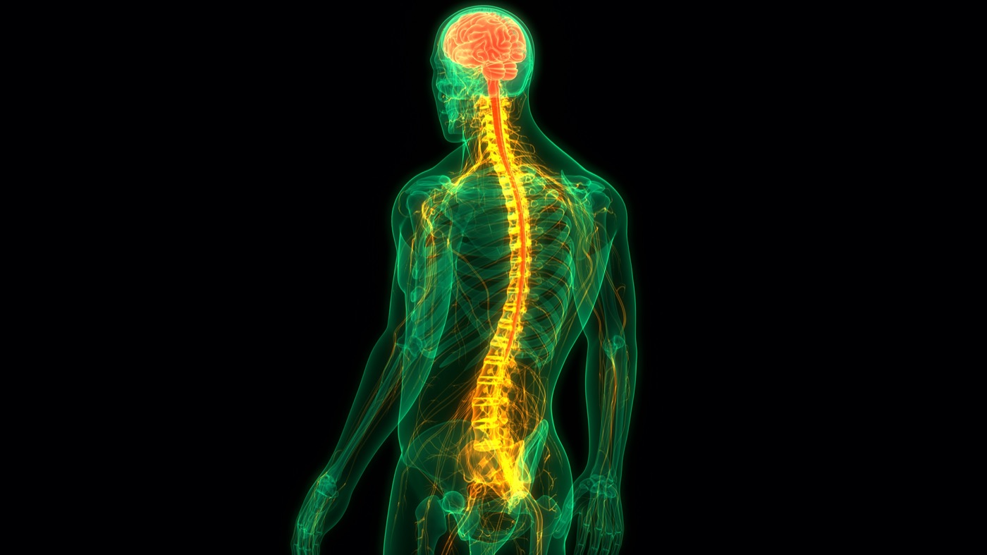 New Drug Reverses Paralysis In Mice With Spinal Cord Injuries