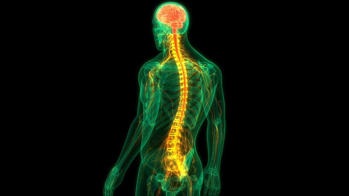 New Drug Reverses Paralysis In Mice With Spinal Cord Injuries New Drug Reverses Paralysis In Mice With Spinal Cord Injuries