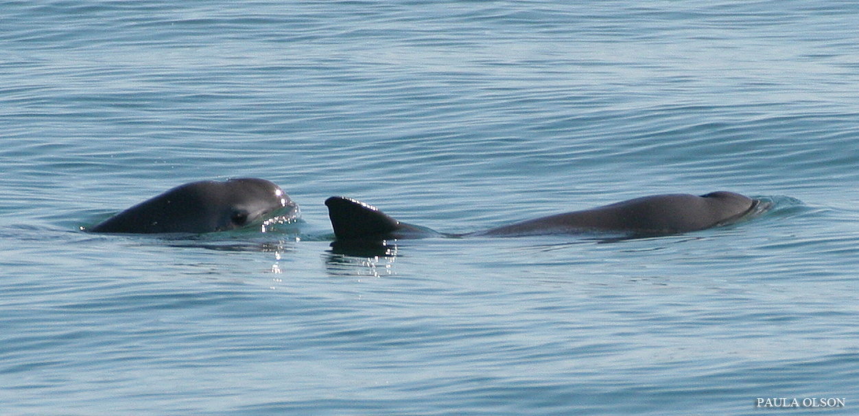 a shot of two dolphin-like mammals breaching the water for air