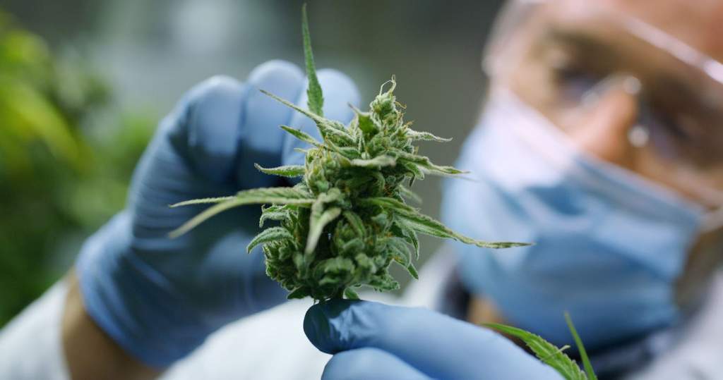 Hemp plant held up by researcher.