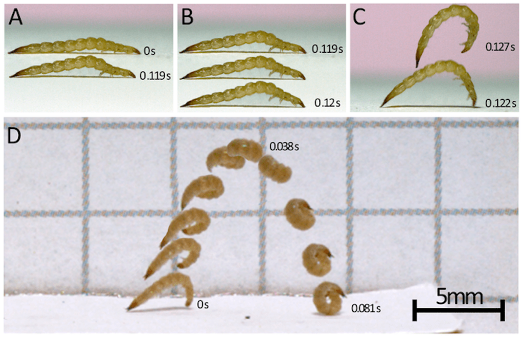 Larvae springing into the air.