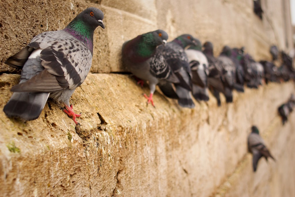 Pigeons on a building.