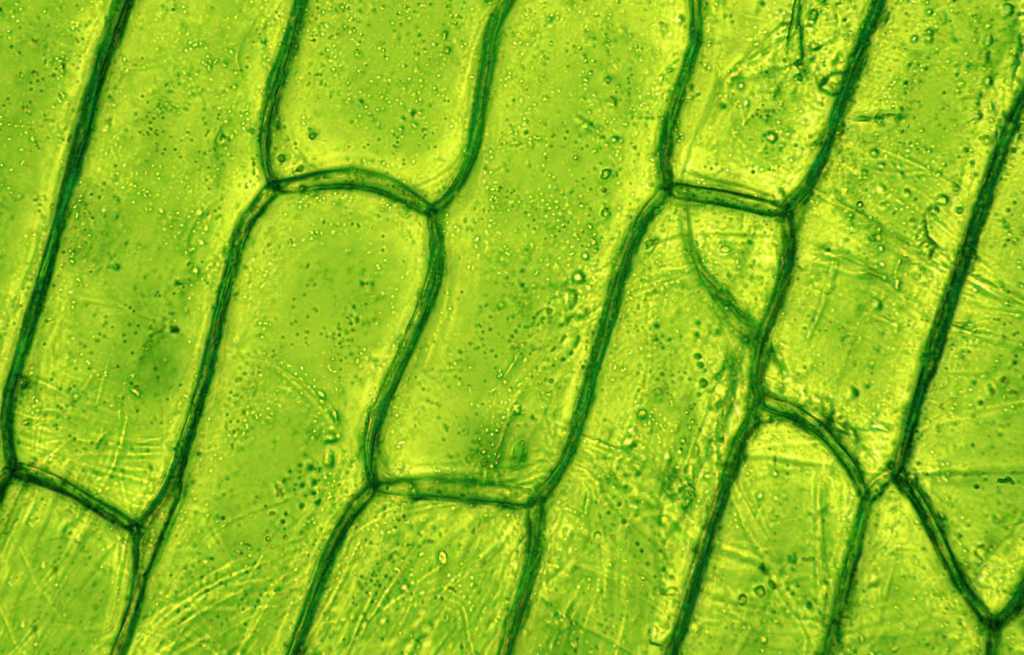 Plant cell through microscope.