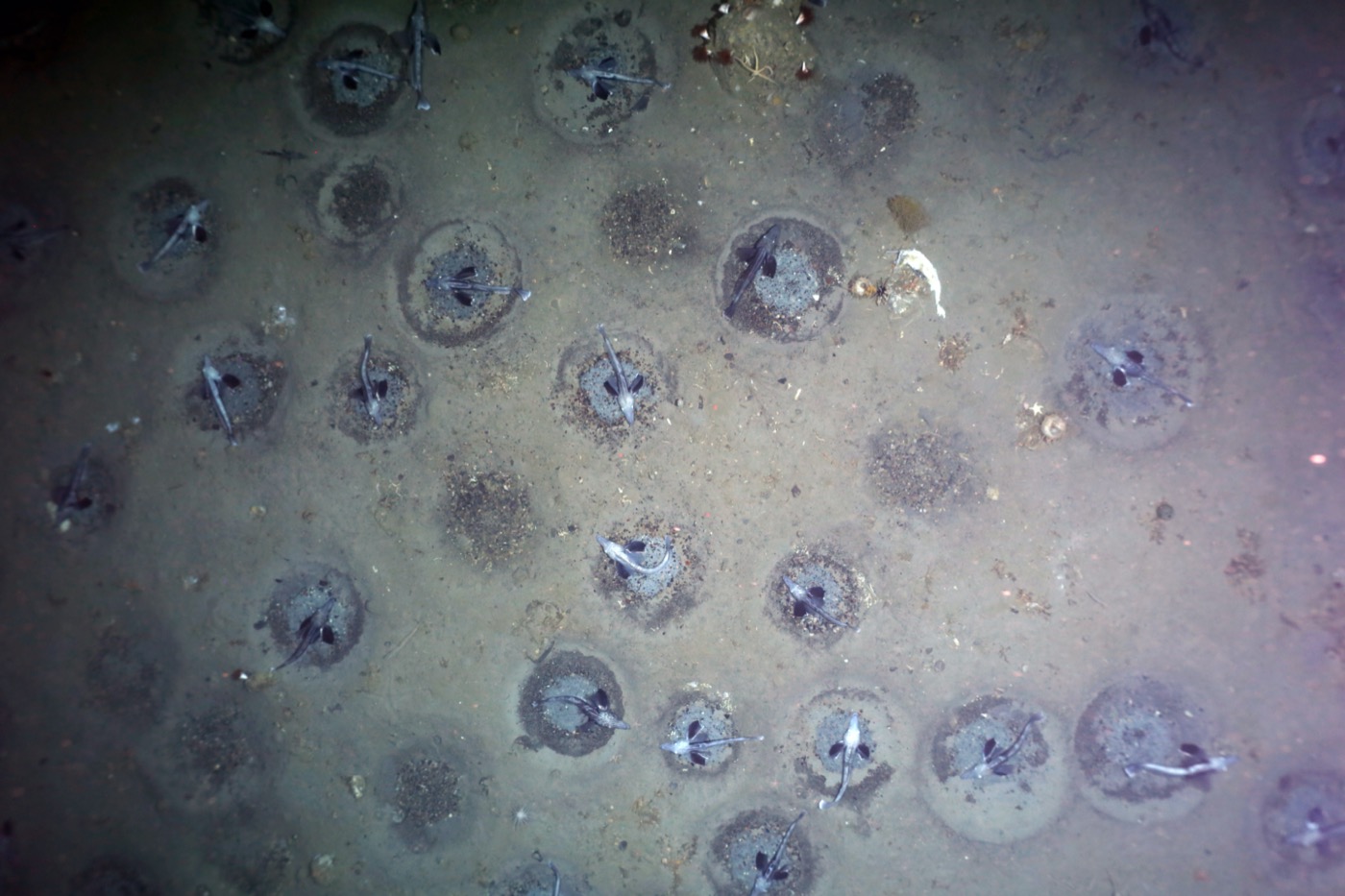 more than a dozen of thin white fish on the ocean floor