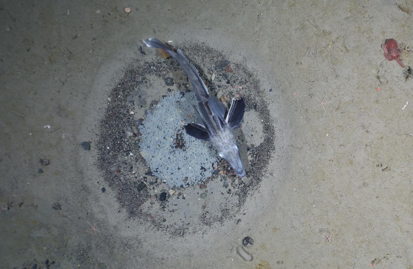 a top down view of a white thin fish on the sandy bed of the ocean floor