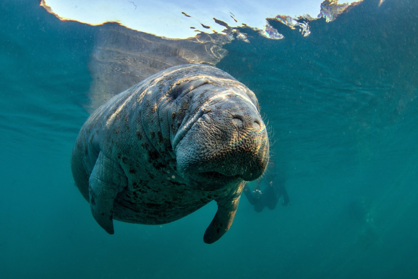 Florida’s Manatees Are Running Out Of Time