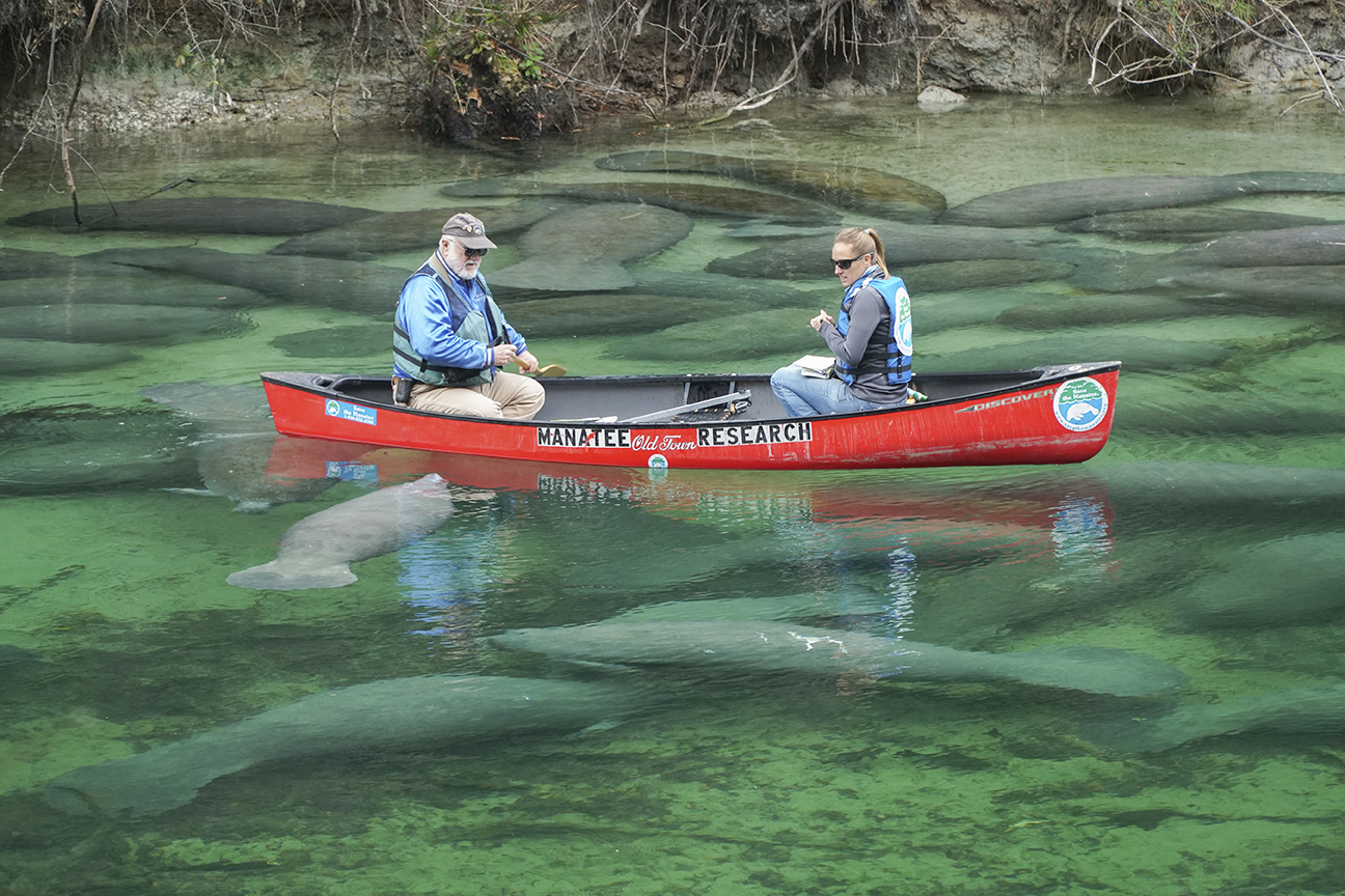 a white man and white woman on a red canoe in a river. the water's clear enough that you can see over a dozen manatees swimming beneath them
