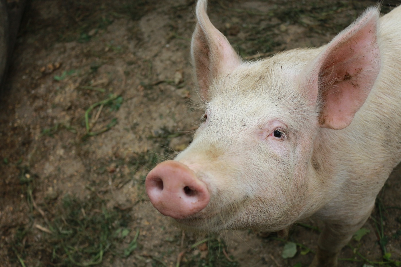 a cute pig staring at the camera