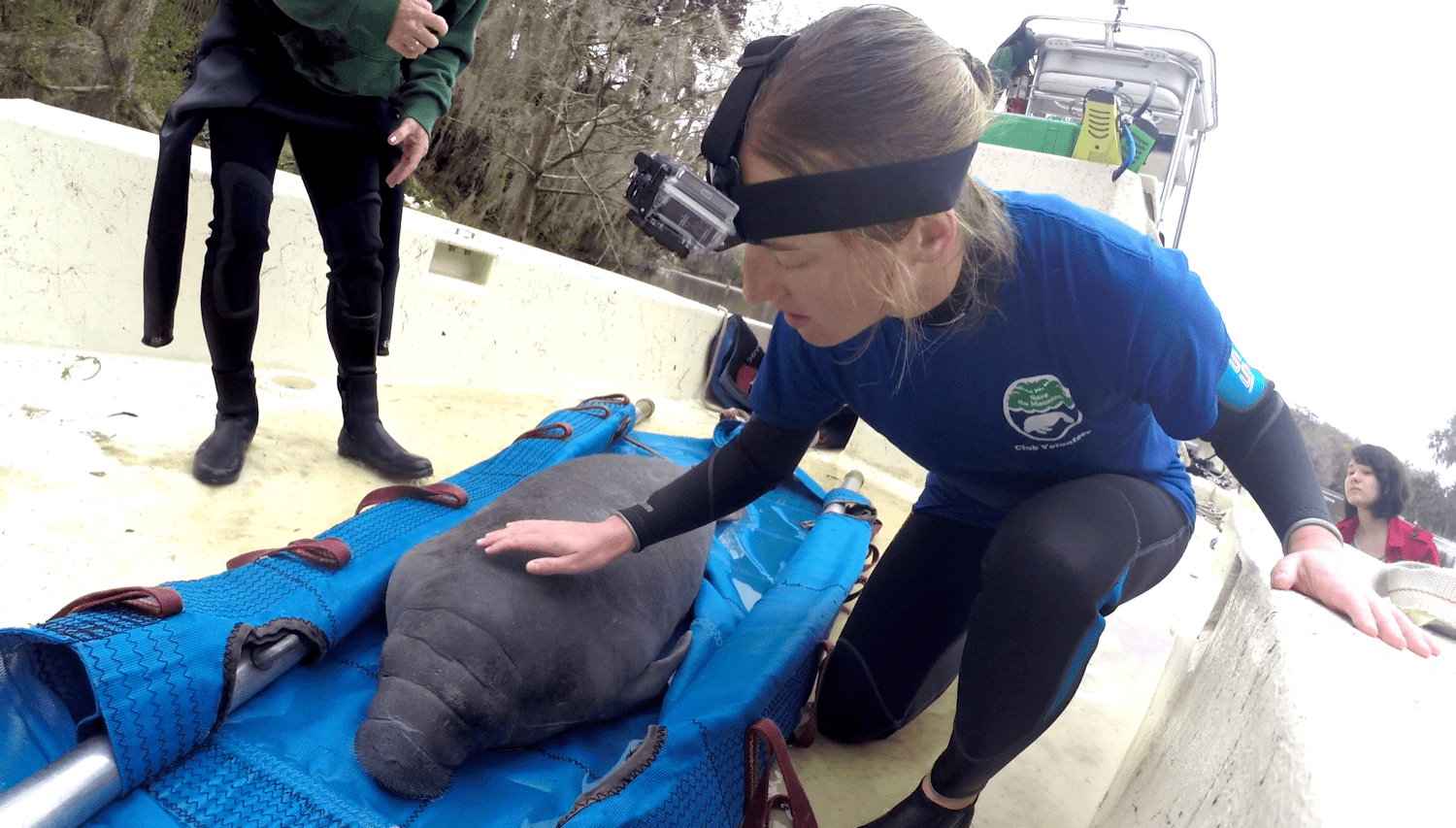 a white woman in a full body wetsuit, on a boat, puts her hand on a smaller manatee on the boat on a blue tarp