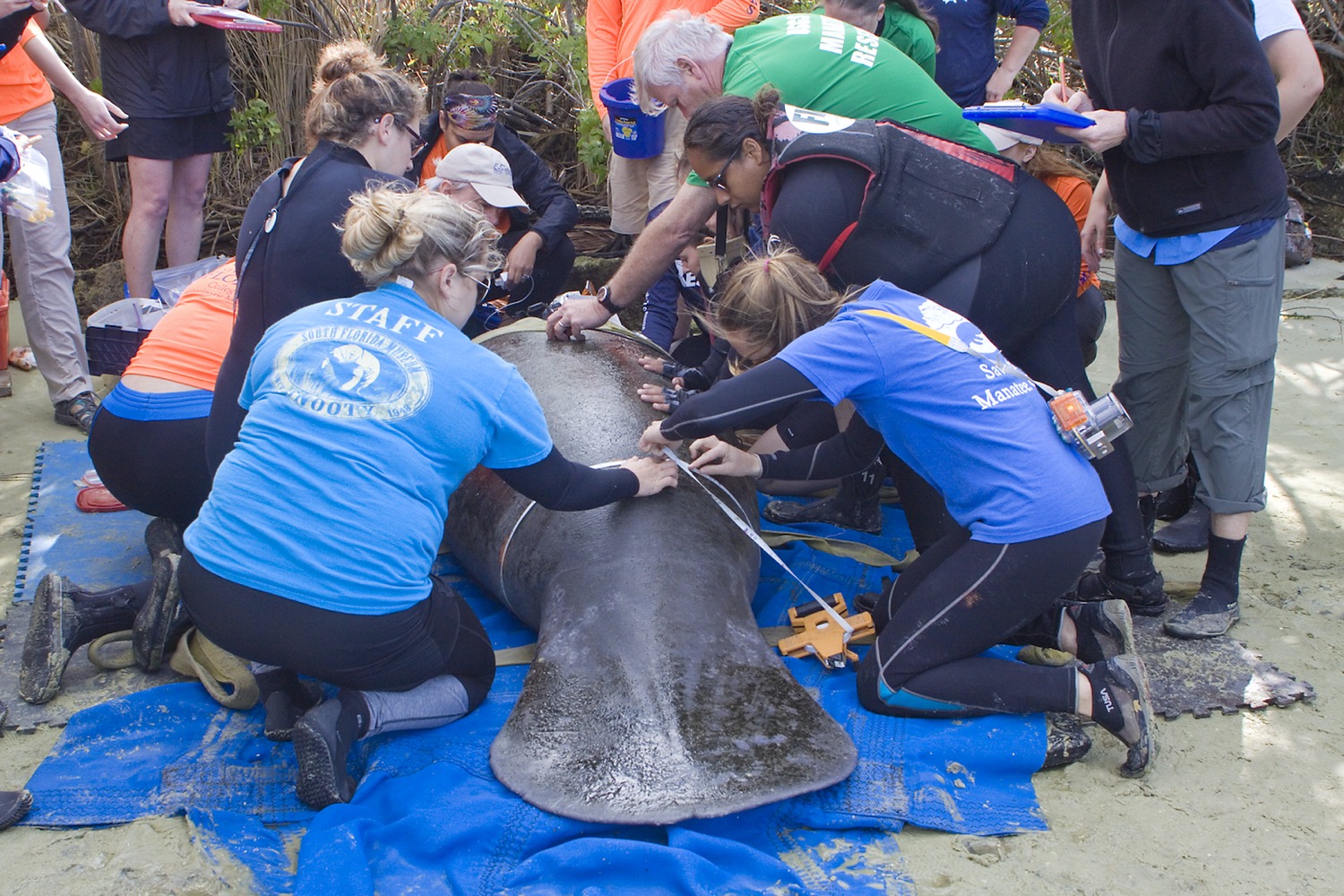 a dozen scientists huddle around a large manatee, measuring it