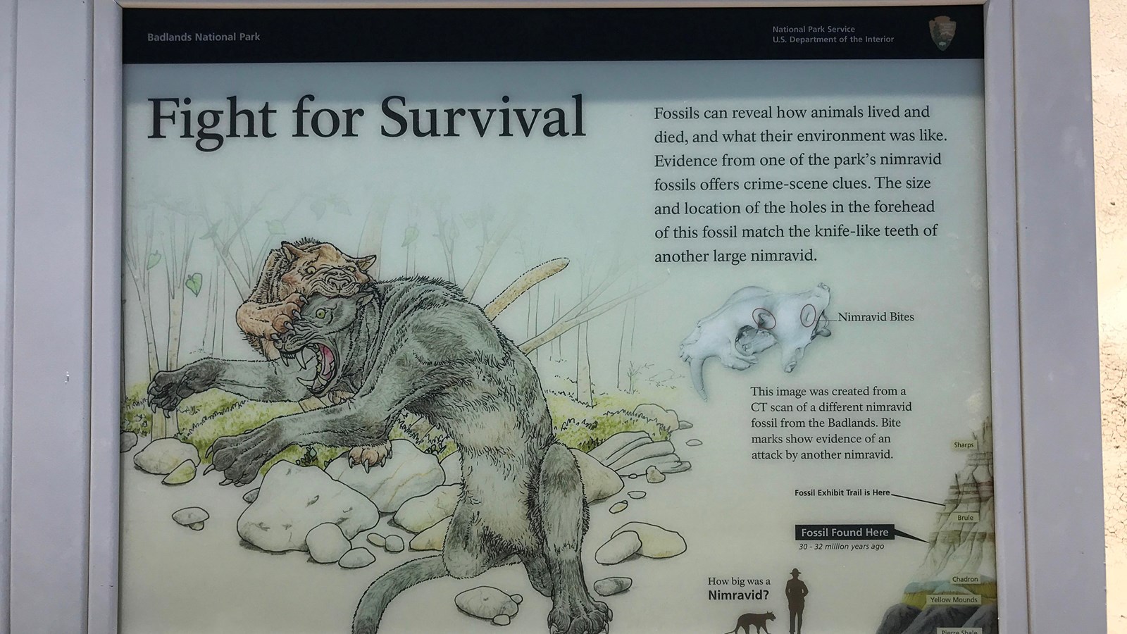 an infographic at a museum depicting an illustration of a fight getween two cat-like creatures in nature. text on the sign reads: 'fossils can reveal how animals lived and died, and what their environment was like. evidence from one of the park's nimravid fossils offers crime-sene clues. the size and location of the holes in the forehead of this fossil match the knife-like teeth of another large nimravid.' it shows an illustration of a skull and below that reads: 'this image was created from a ct scan of a different nimravid fossil from the badlands. bite marks show evidence of an attack by another nimravid.''