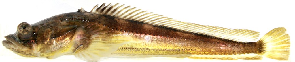 Plainfin midshipman (Porichthys notatus)