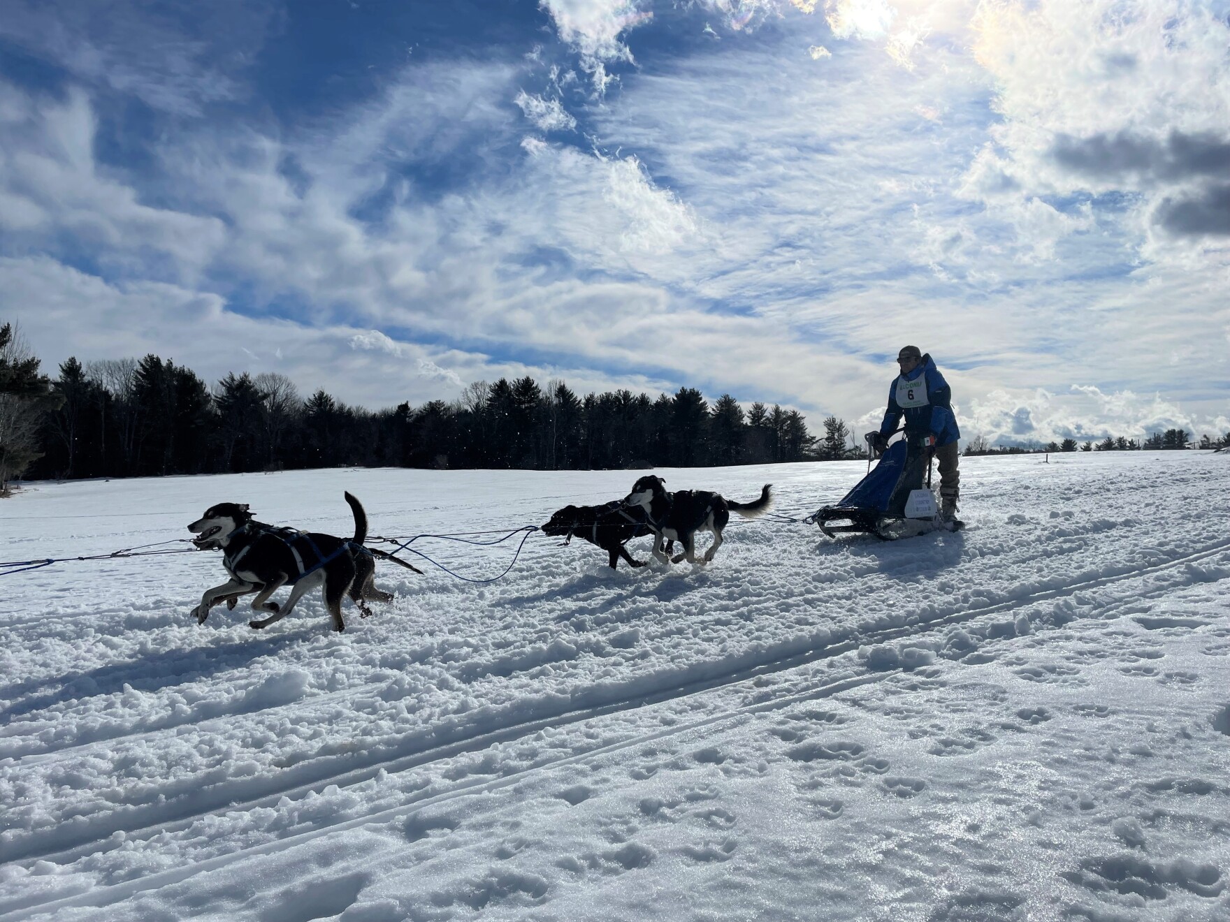 four dogs pulling a human in slushy snow