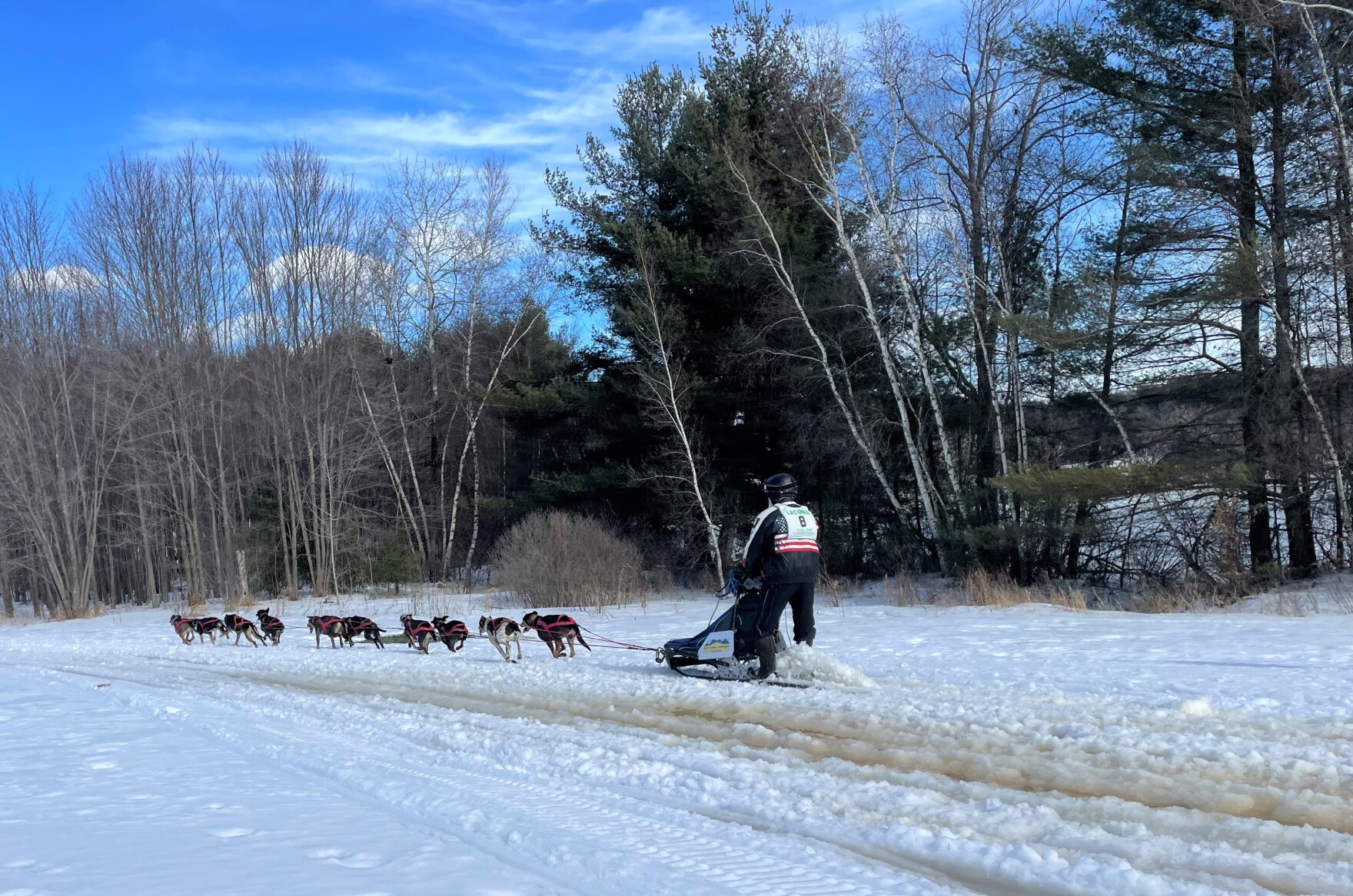 ten dogs pull a person on a sled in slushy snow