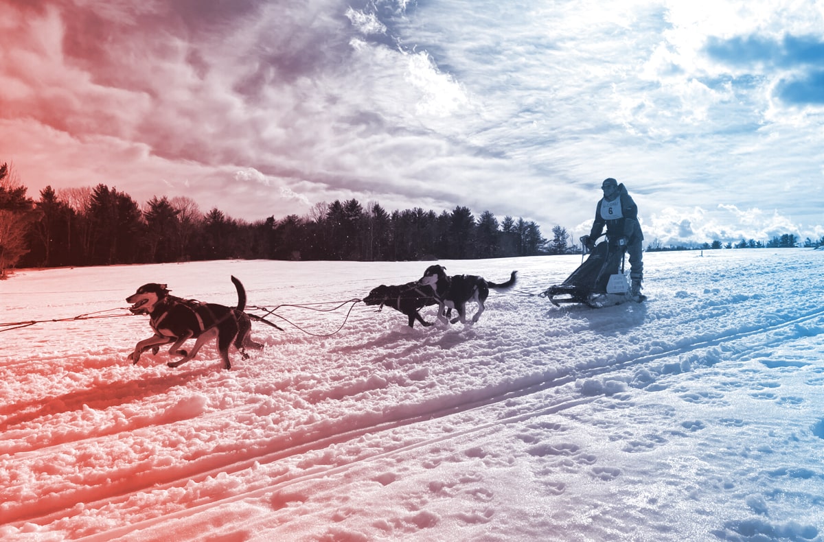 Where Can I Go Dog Sledding In Nyc