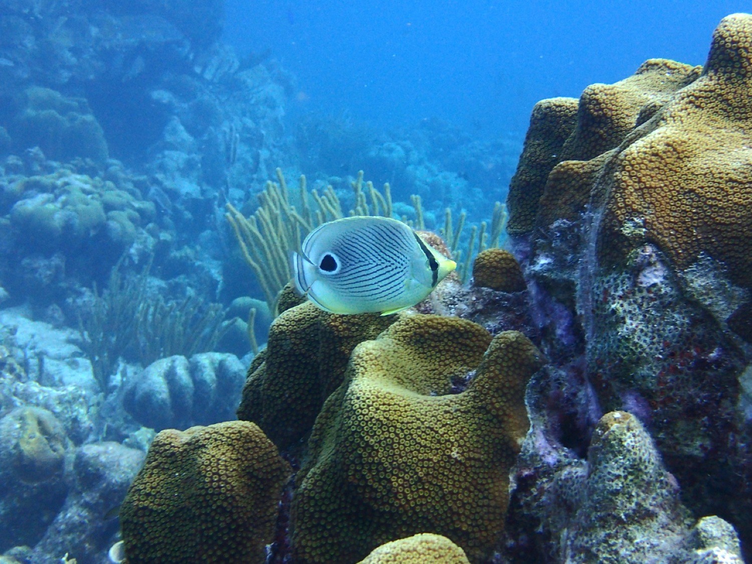 Fish Make More Noise Than You Think