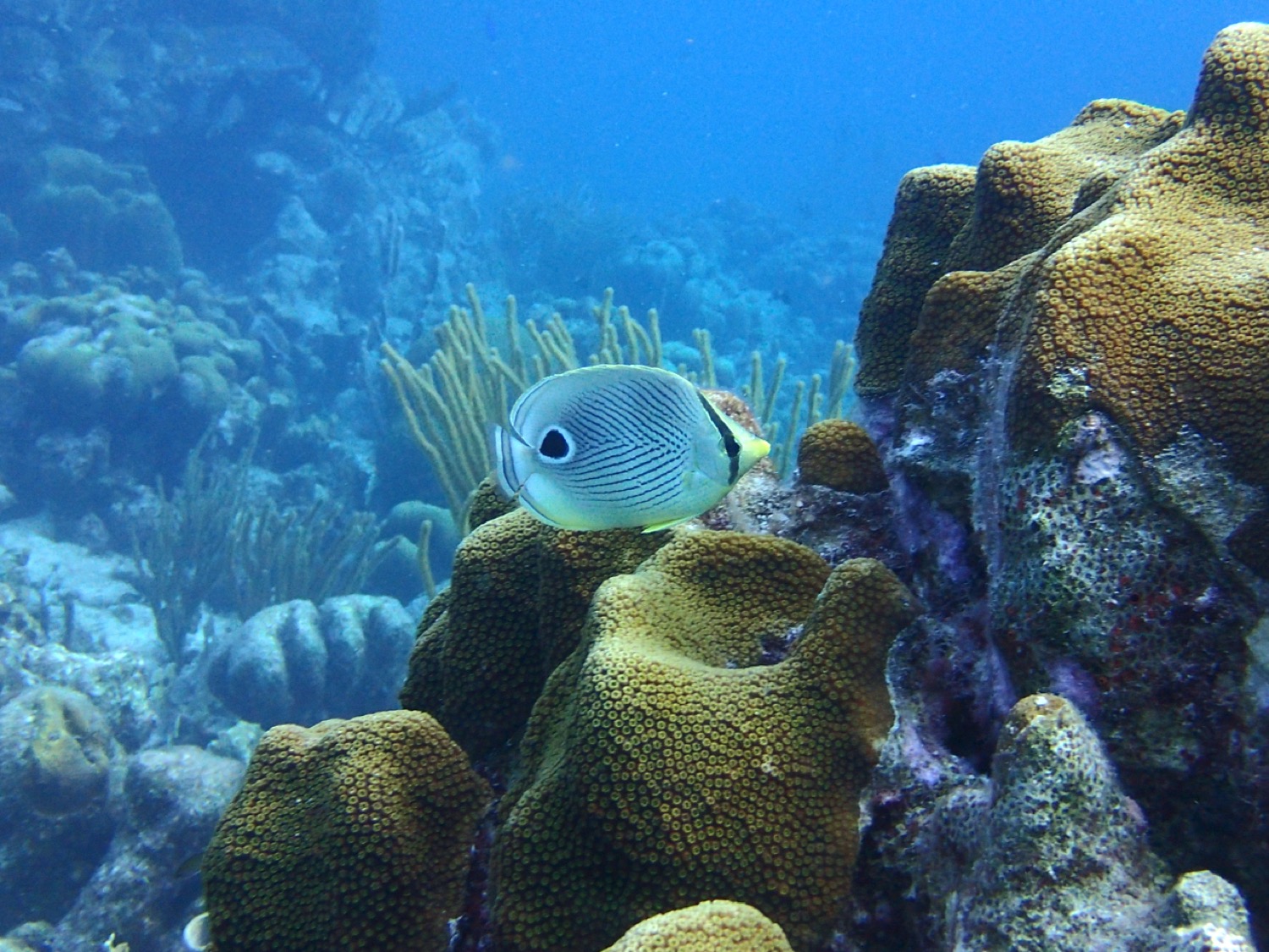 a circular shaped small fish swimming in a reef. it is mostly white but has a dark spot near its tail