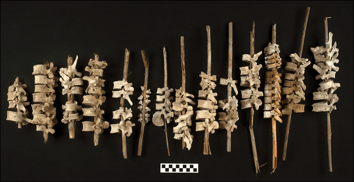 a dozen sculptures of human vertebrae stacked on top of each other on reeds