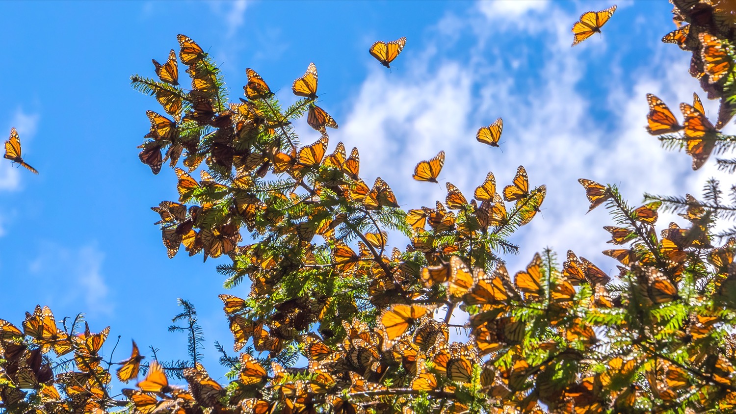 dozens of monarch butterlies fly among trees with a blue sky, partly cloudy, background