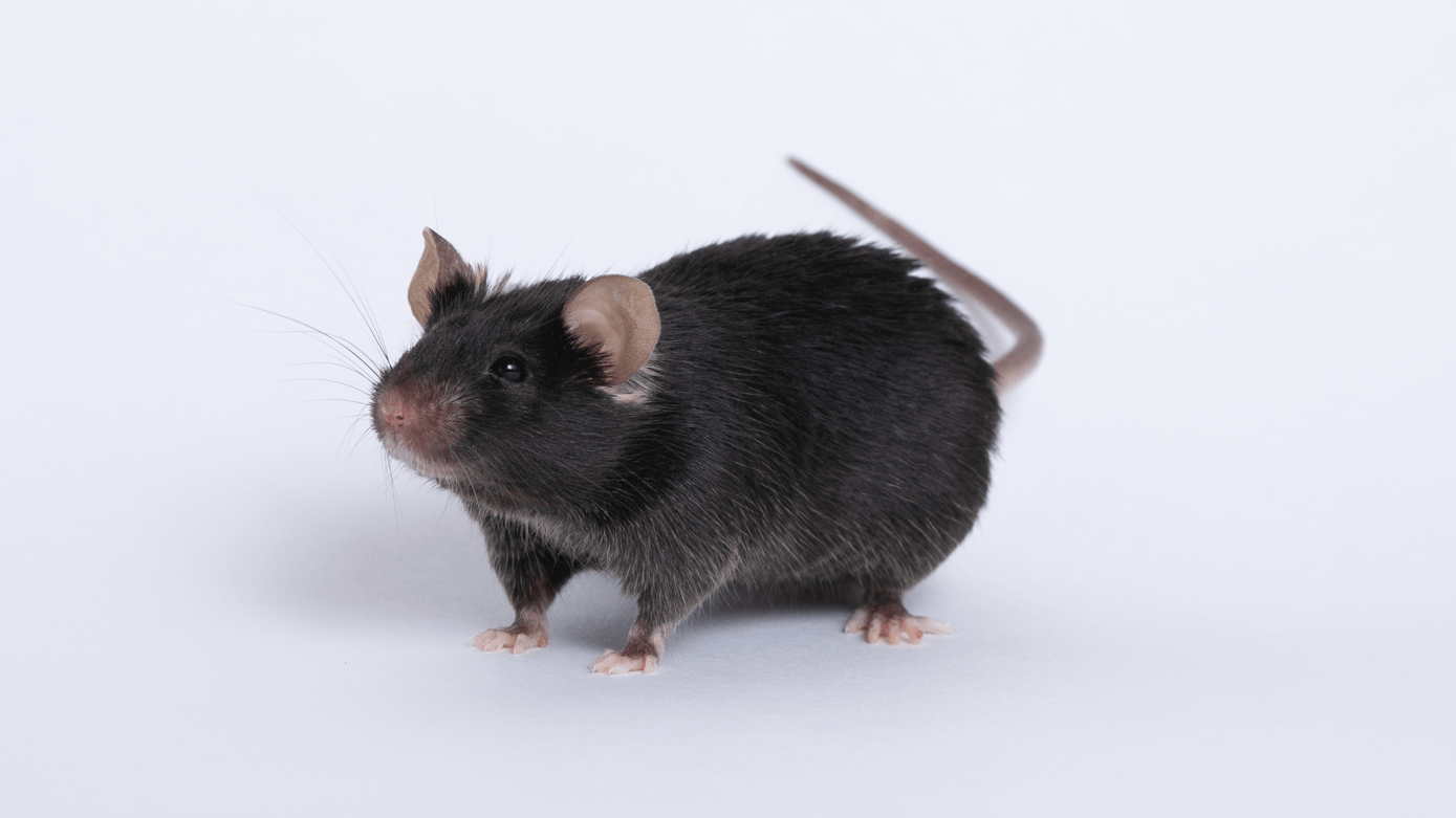 a black mouse on a white background