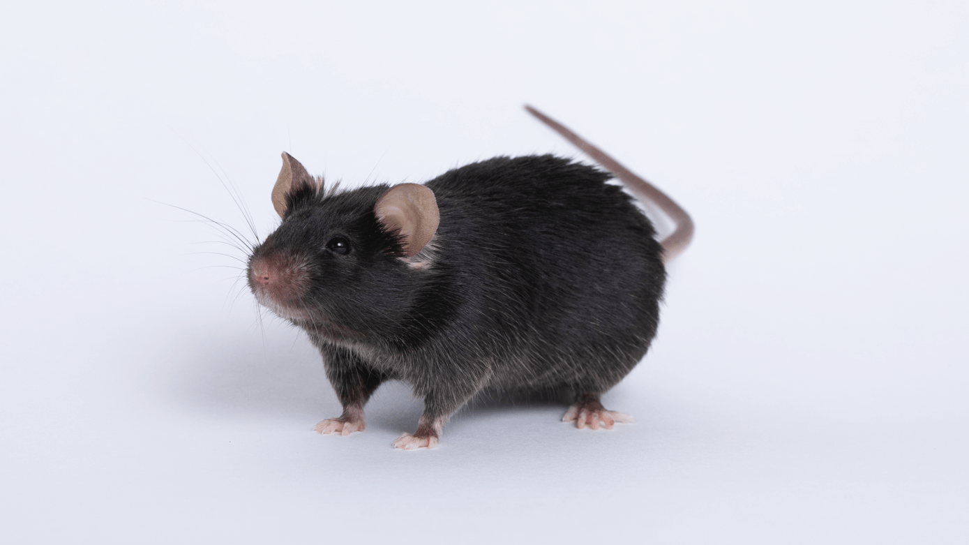 animal testing on rats and mice