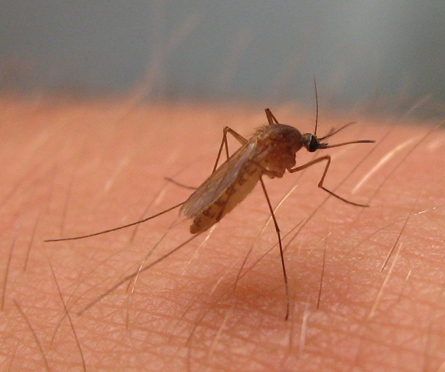 a mosquito on a white human arm