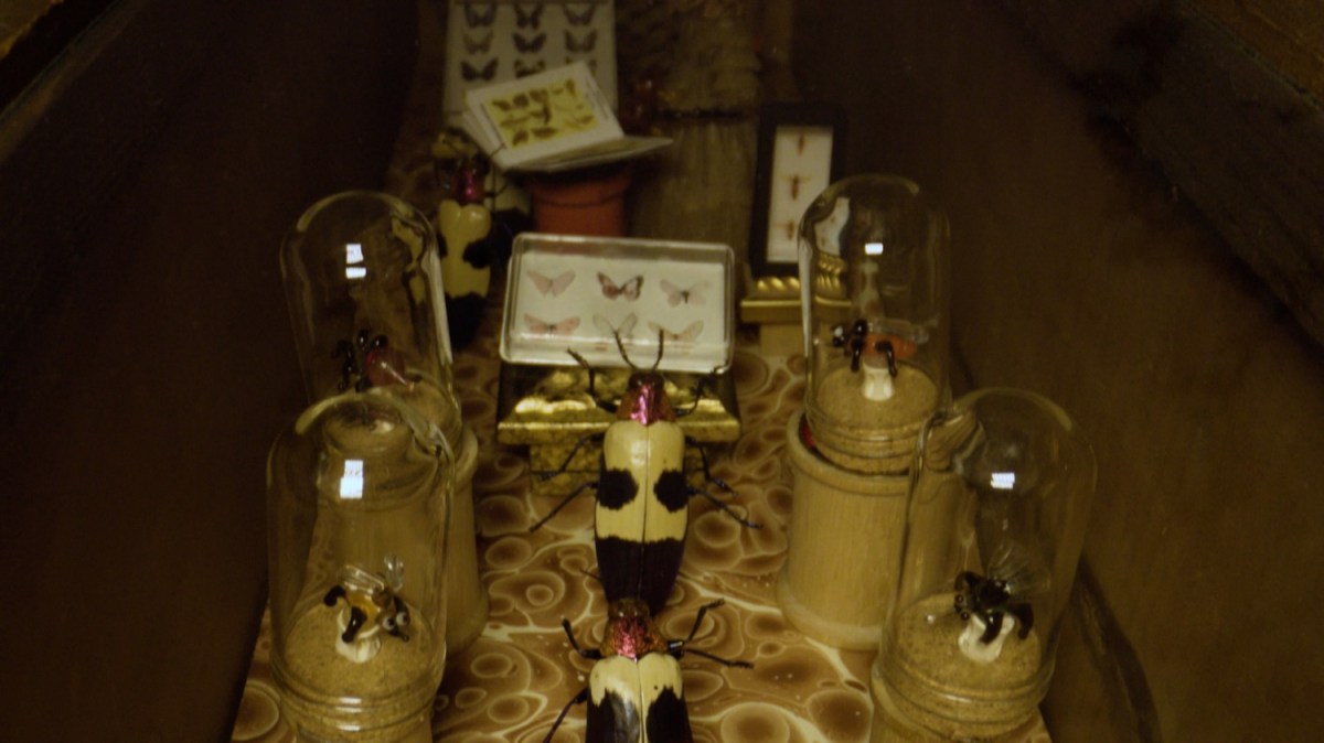 Inside a dark box, a dead beetle is positioned to look as though it is holding up and examining a small box of pinned butterfly specimens, surrounded by other miniature insect exhibits. 