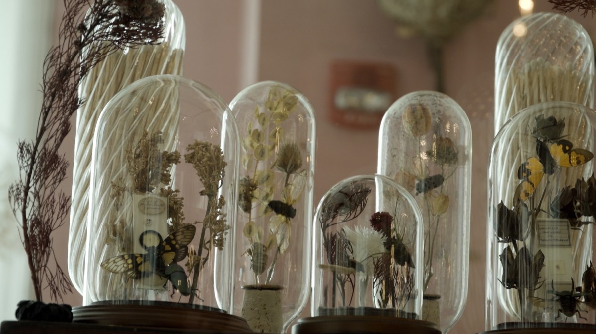 Bell jars hold small arrangements of insects and flowers, sitting on top of a table and lit from behind with natural light