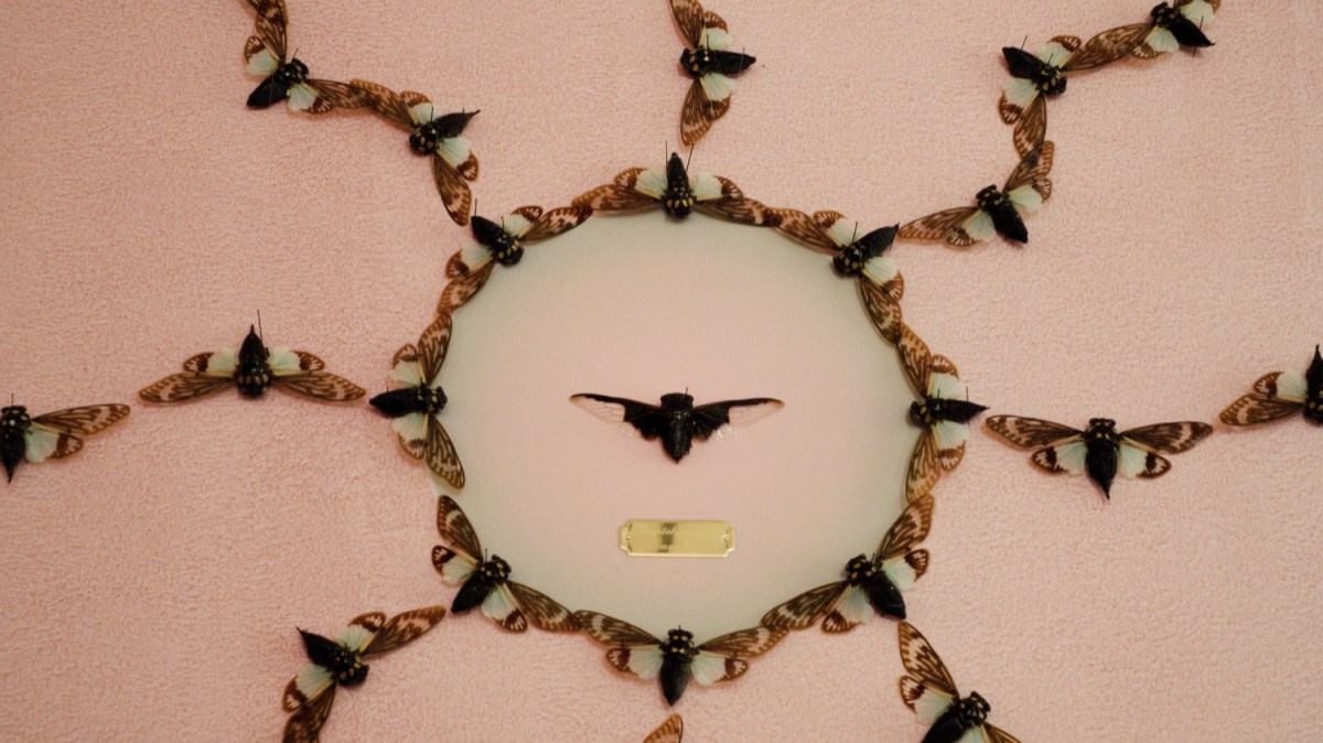 Dead cicada insects are arranged artistically on a dimly lit flat surface in a circle with radiating lines of insects around it. At the circle's center is a cicada preserved with wings spread wide. 