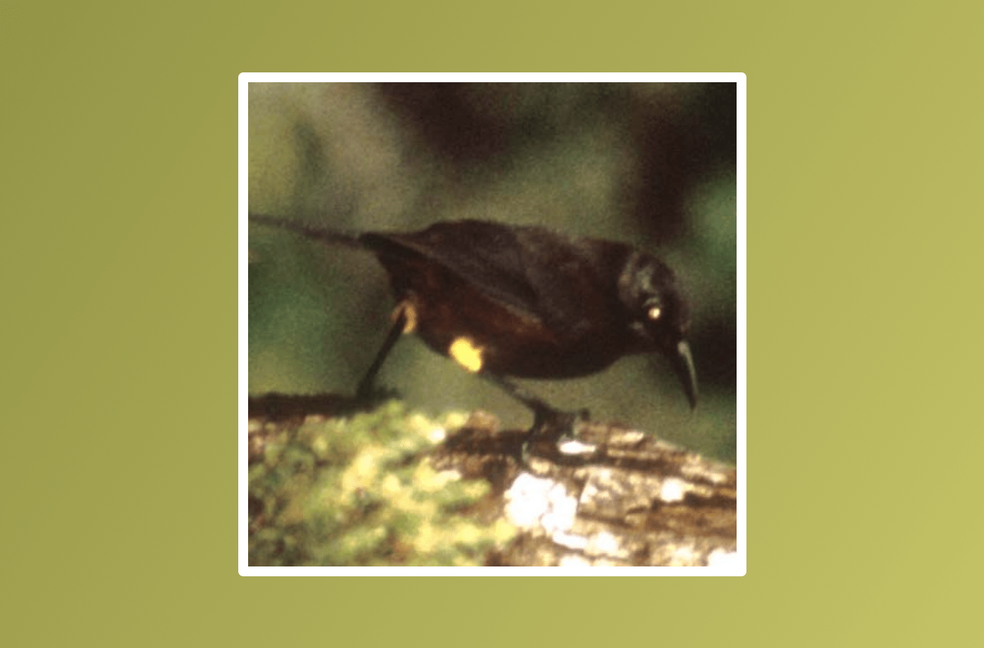 a grainy film picture of a small black bird with a hint of a yellow underbelly