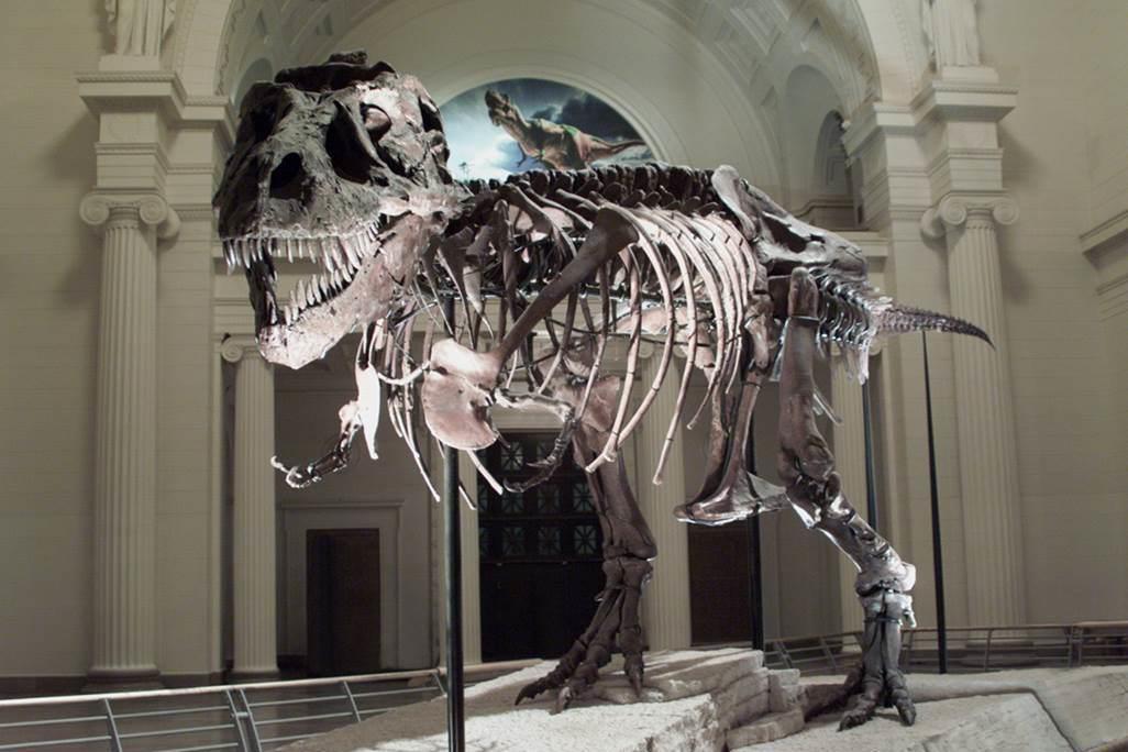 skeleton of t. rex in museum, lit from the bottom