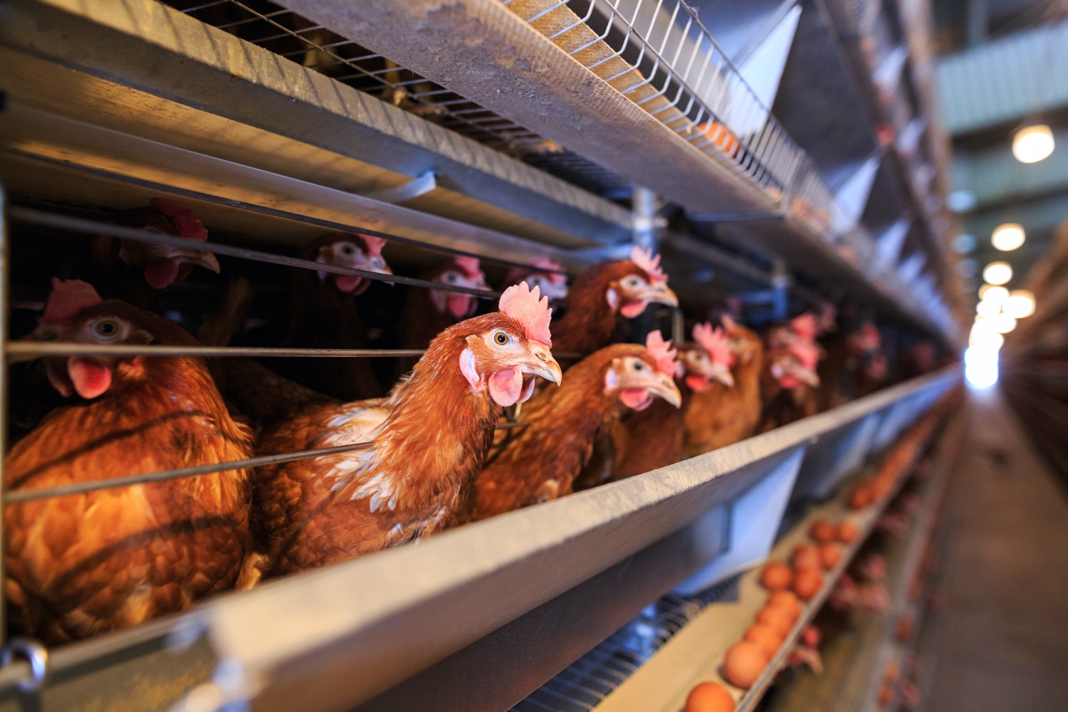 rows and rows of dozens of chickens. the camera is closeup to one row bringing five chickens in stark focus with a blurry background