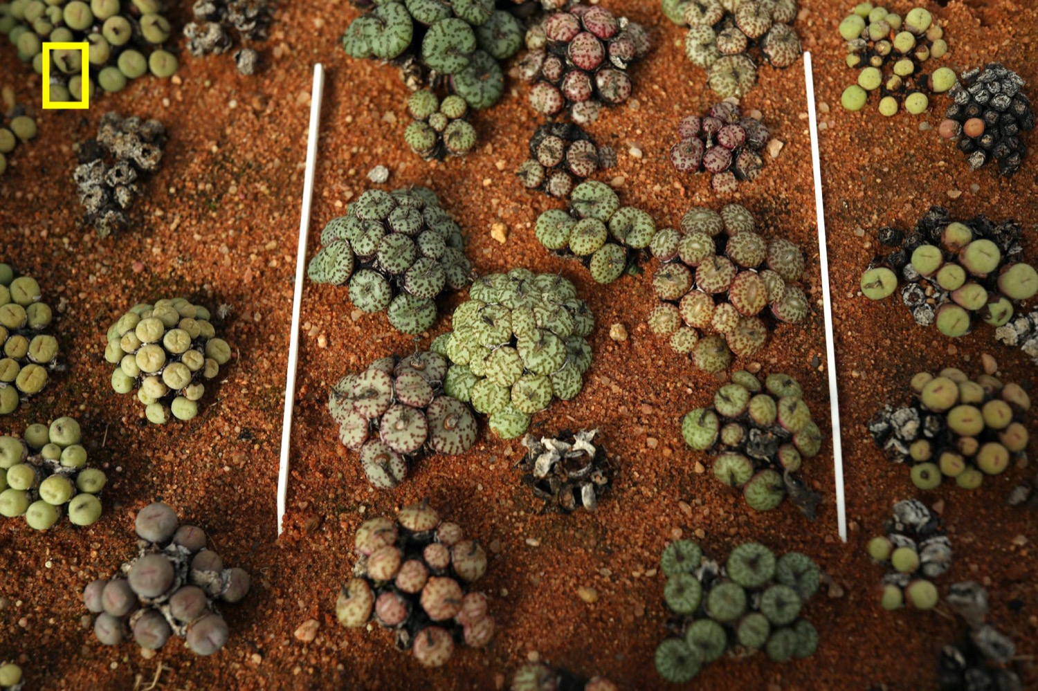looking top down on a garden bed of dozens of roundish bulby succulents