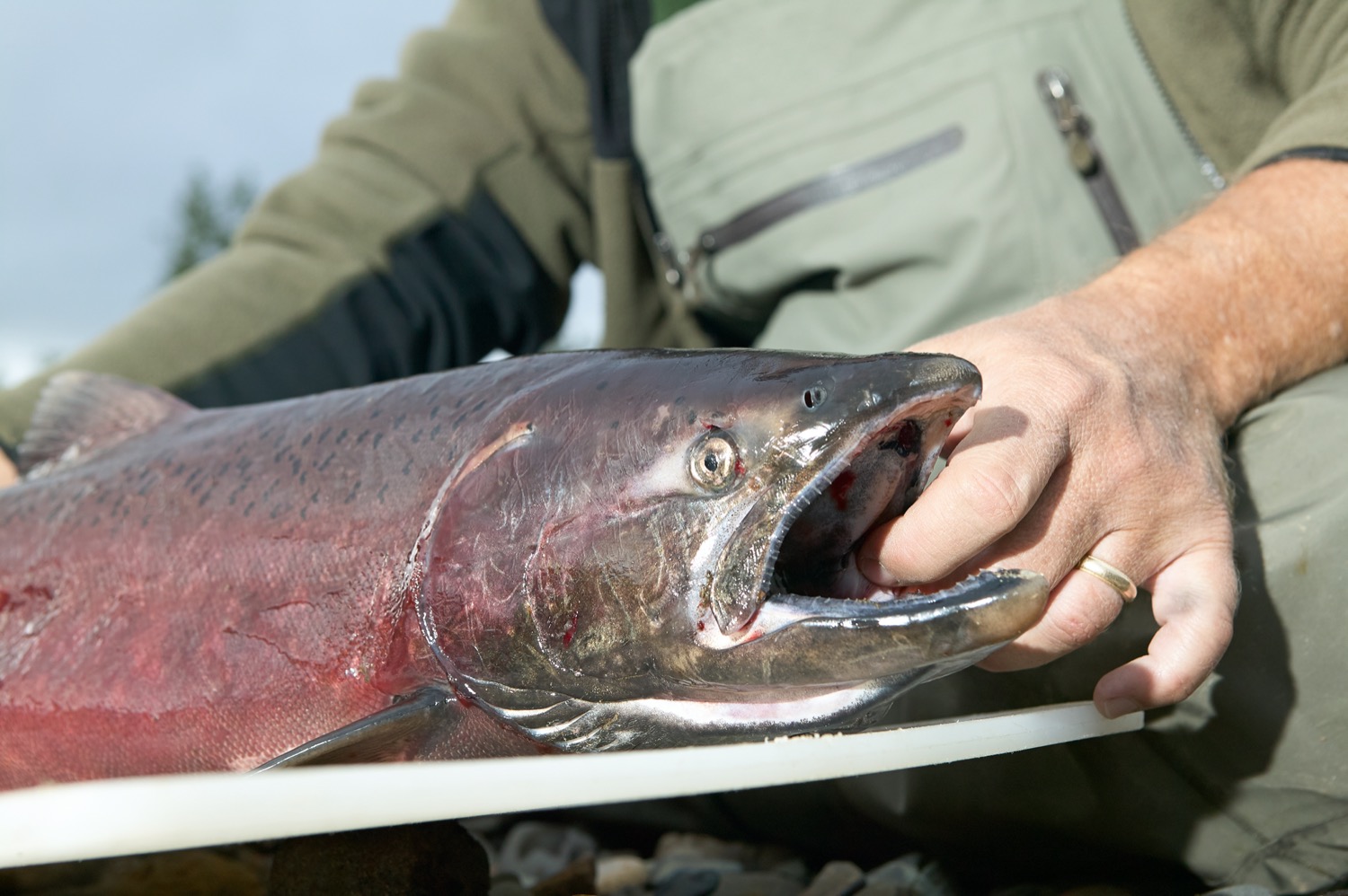 Close up of a fisherman in waders holding a king salmon by the mouth caught in an Alaskan stream.