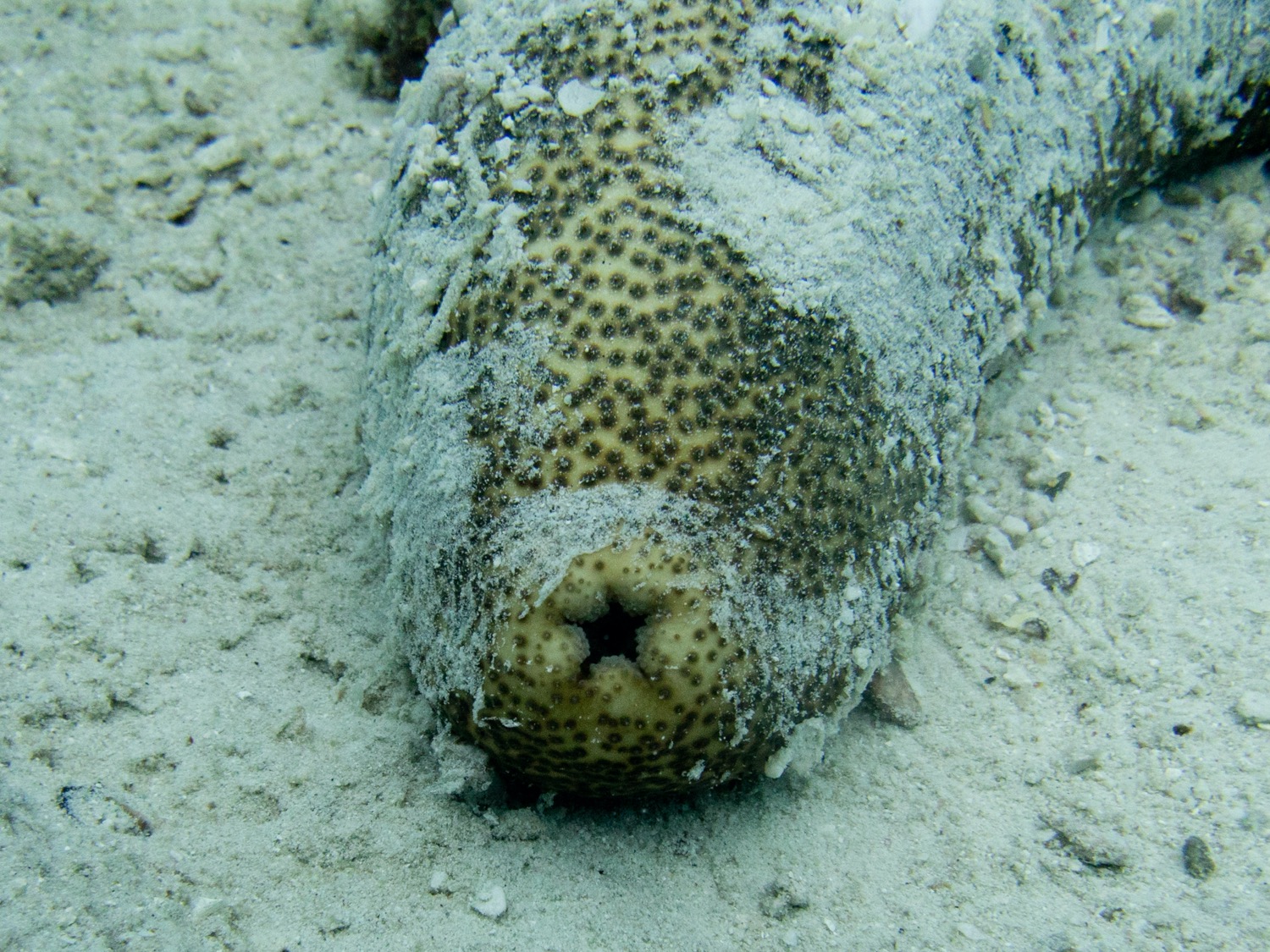 a sea cucumber on the sea floor, at the center of the frame is its star-shaped anus