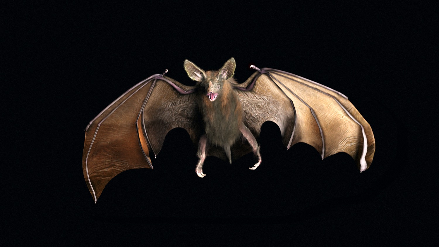 a bat photographer flying midair, its wings spread