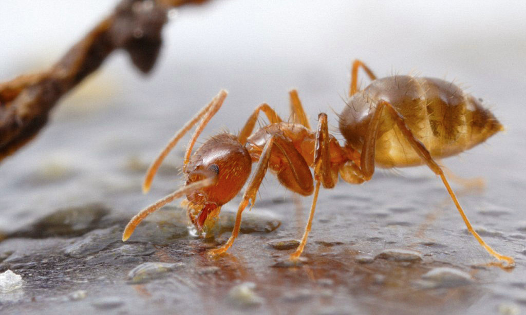 a close up of an amber colored, slightly translucent ant