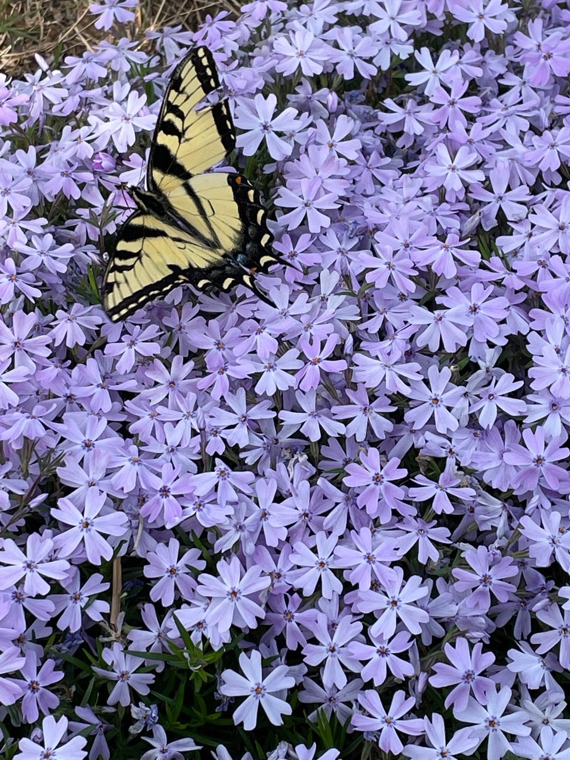 a shot of small dainty purple flowers. a yellow butterfly is perched on some of them in the corner of the photo