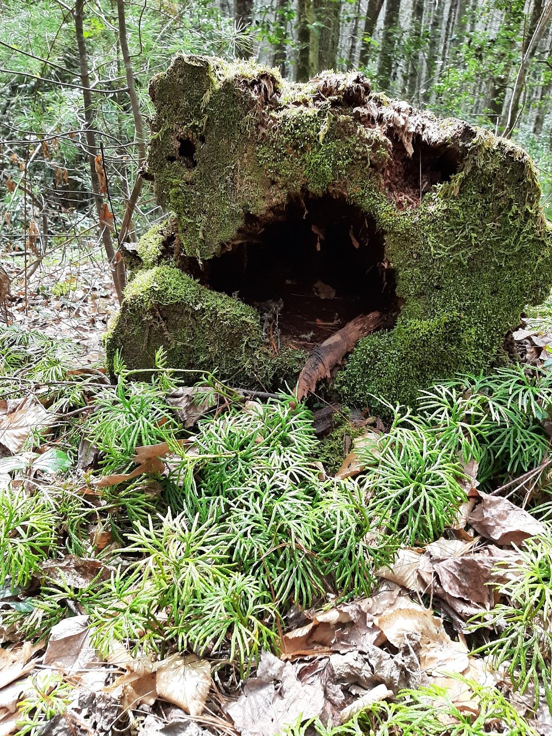 a large rock in the forest, covered with moss, with three large holes on one of its sides. it looks like a face with its mouth wide open in shock