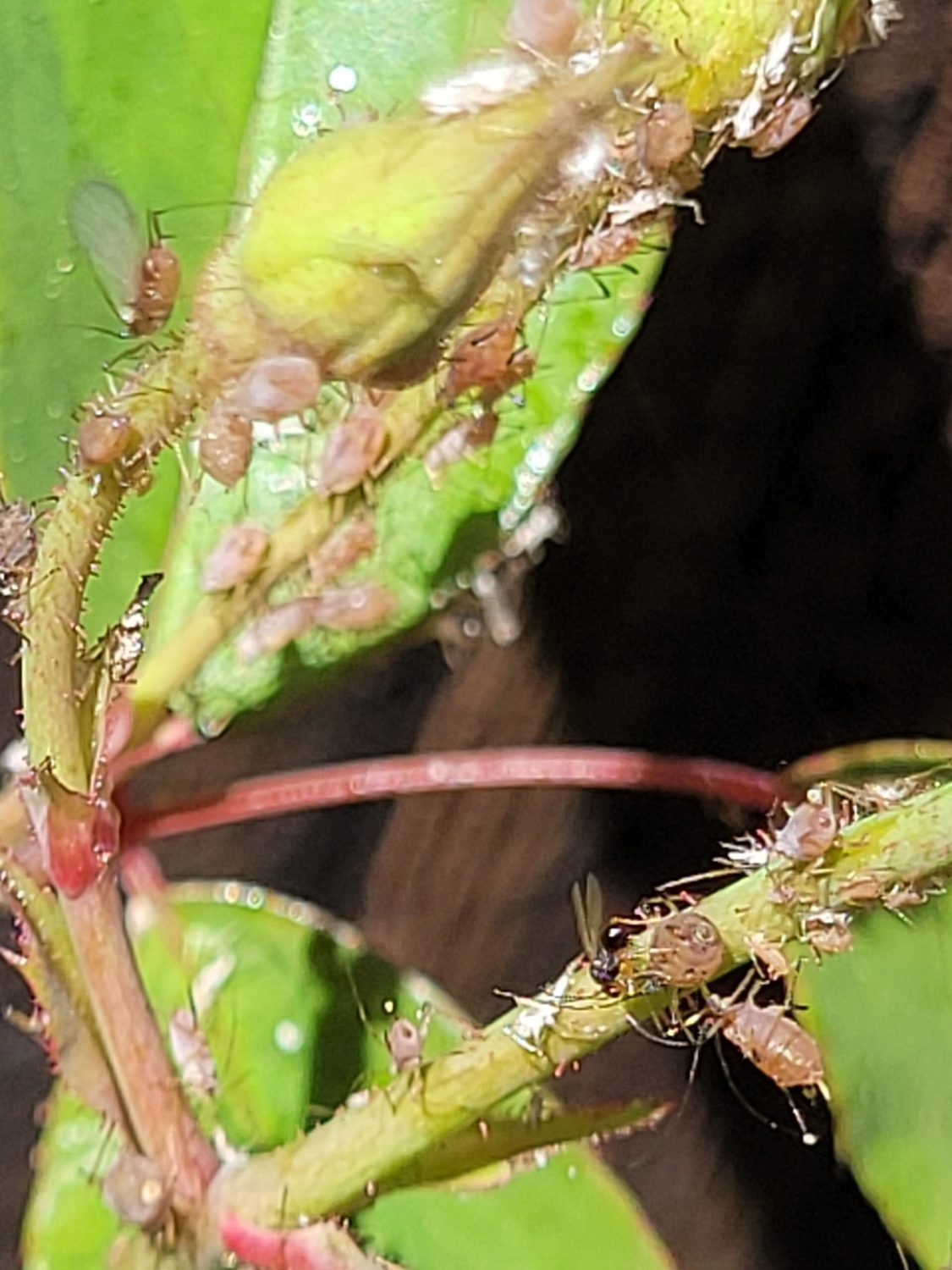 a closeup of a plant. its stems have a collection of aphids crawling on them