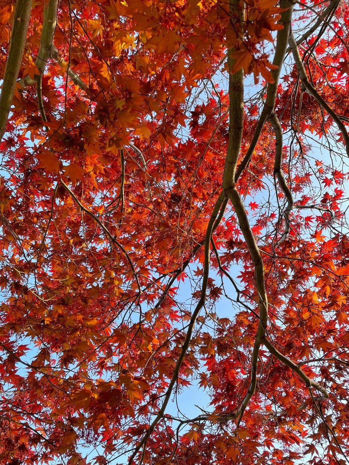 looking up at a tree canopy covered in vibrant red leaves. blue sky peaks through at some of the branches