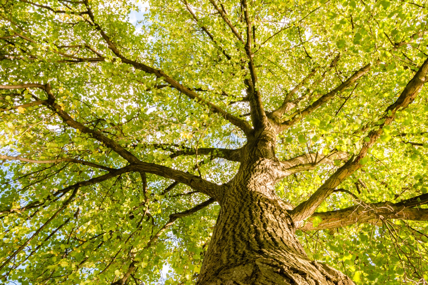 looking up at a massive tree on a sunny day with a huge canopy