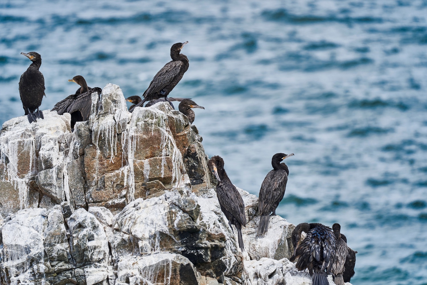 nine black colored birds sitting on white guano-stained rock with ocean in the background