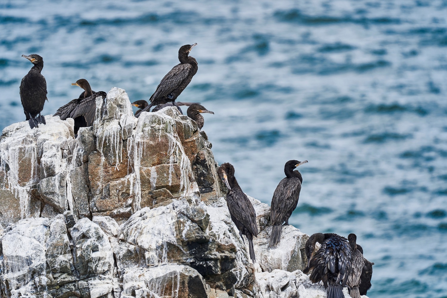 Poop-Off All Marine Bird Poop Remover