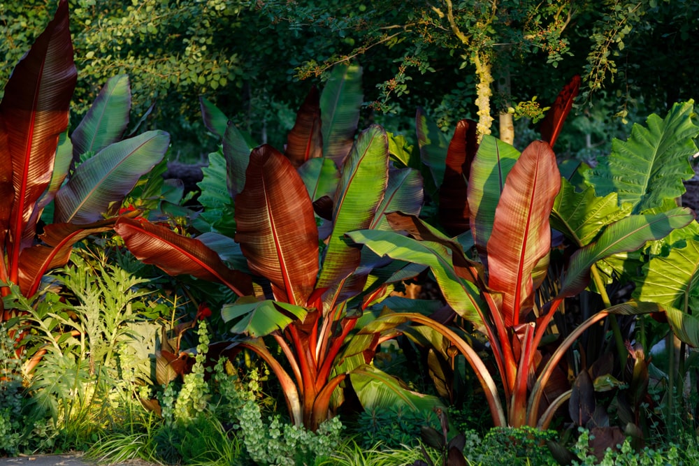 large leafy tropical plants with red undersides and green tops